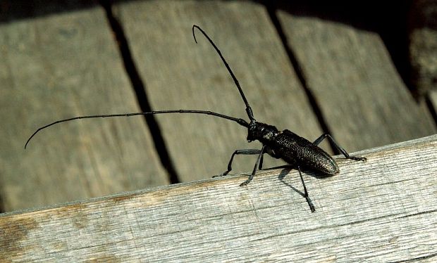 vrzúnik pralesový Monochamus sartor