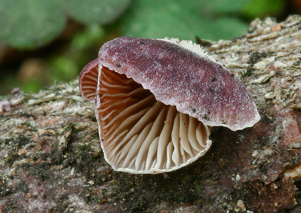 pňovka fialovohnedá Panellus violaceofulvus (Batsch) Singer