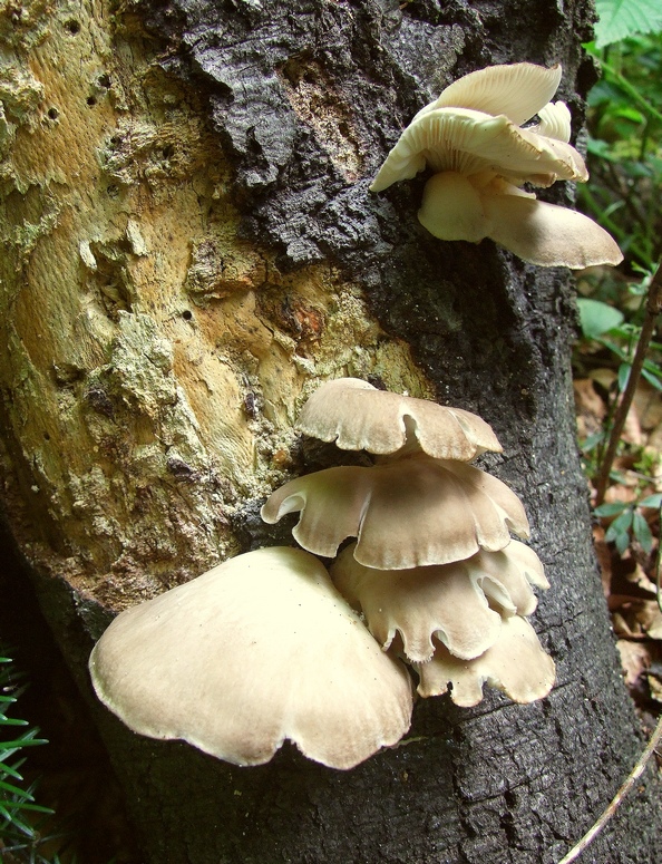 hliva buková Pleurotus pulmonarius (Fr.) Quél.