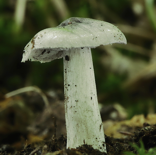 čírovka sivá Tricholoma portentosum (Fr.) Quél.