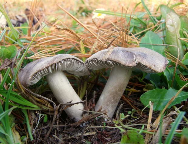 čírovka zemná Tricholoma terreum (Schaeff.) P. Kumm.