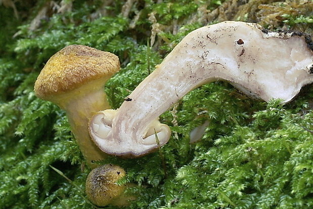 podpňovka Armillaria sp.