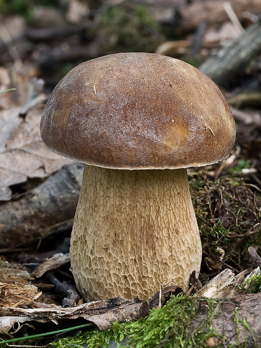 hríb dubový  Boletus reticulatus Schaeff.