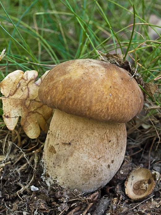 hríb dubový Boletus reticulatus Schaeff.