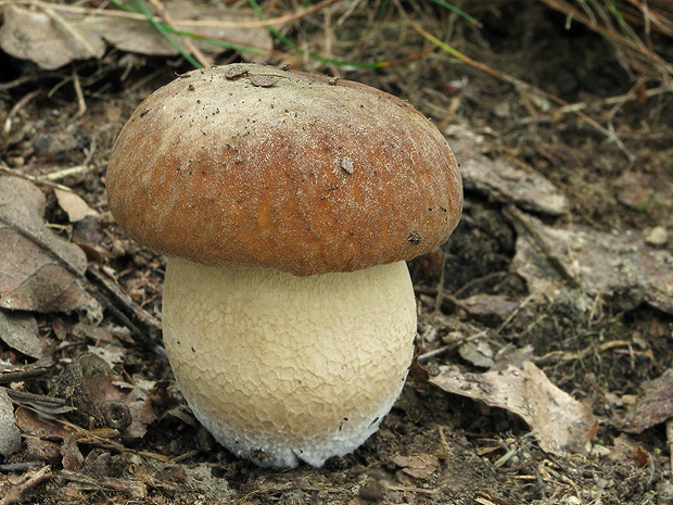 hríb dubový Boletus reticulatus Schaeff.