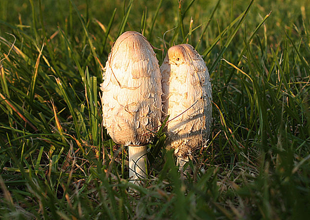 hnojník obyčajný Coprinus comatus (O.F. Müll.) Pers.