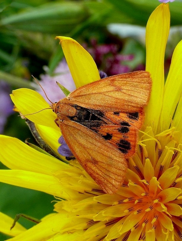 spriadač chrastavcový Diacrisia sannio Linnaeus, 1758