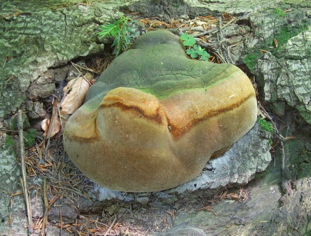 ohňovec Hartigov Phellinus hartigii (Allesch. & Schnabl) Pat.