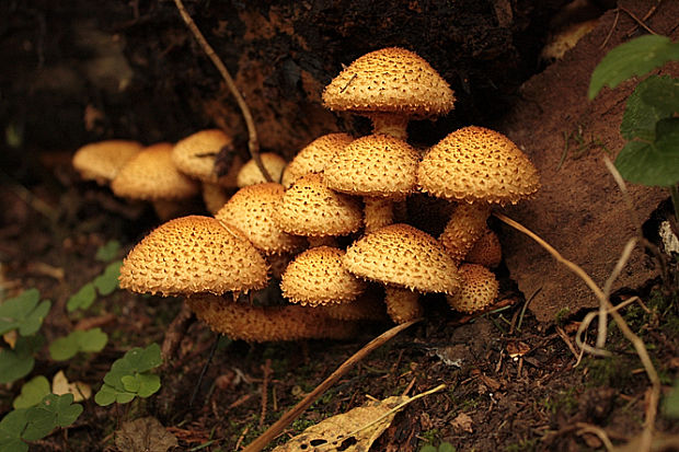 šupinovka šupinatá Pholiota squarrosa (Vahl) P. Kumm.