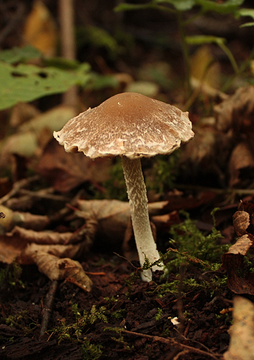 drobuľka  Psathyrella olympiana A.H. Sm.