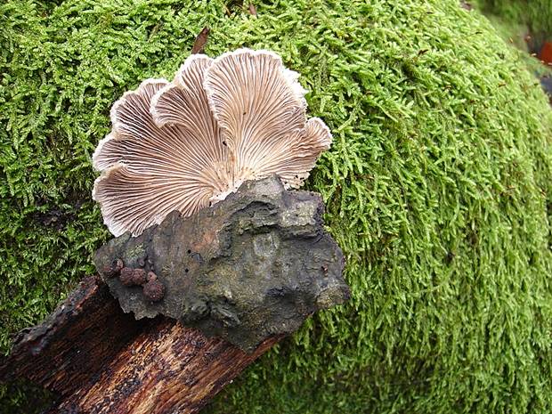 klanolupeňovka obyčajná Schizophyllum commune Fr.