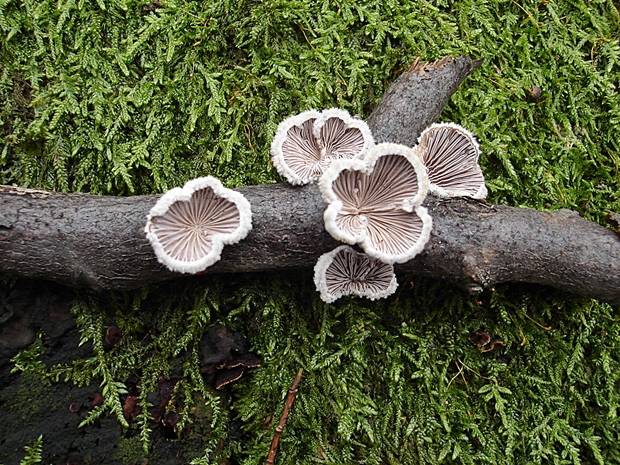 klanolupeňovka obyčajná Schizophyllum commune Fr.