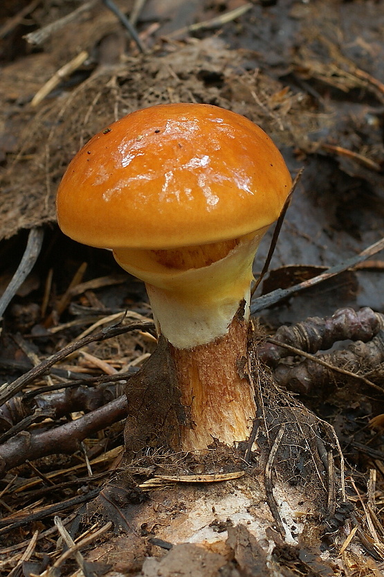 masliak smrekovcový Suillus grevillei (Klotzsch) Singer