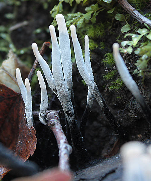 drevnatec parohatý Xylaria hypoxylon (L.) Grev.