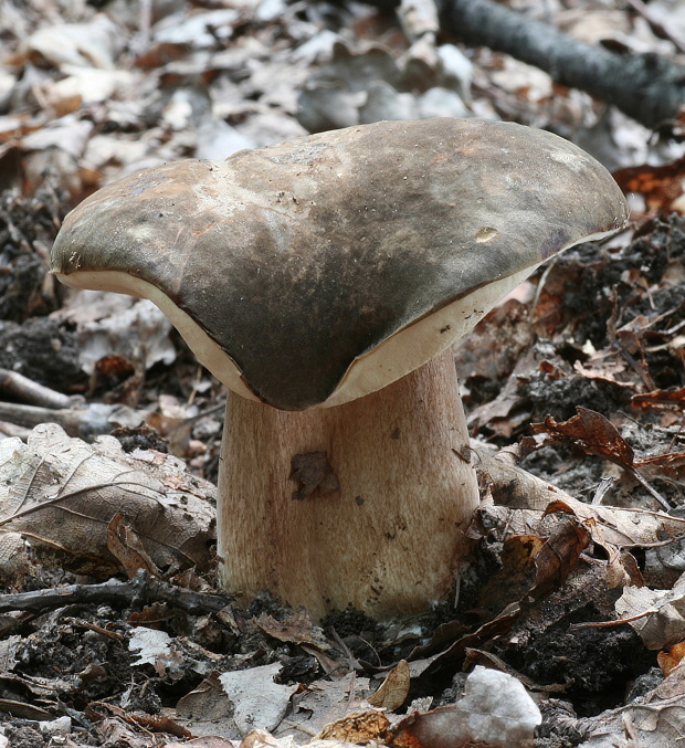 hríb bronzový Boletus aereus Bull. ex Fr.