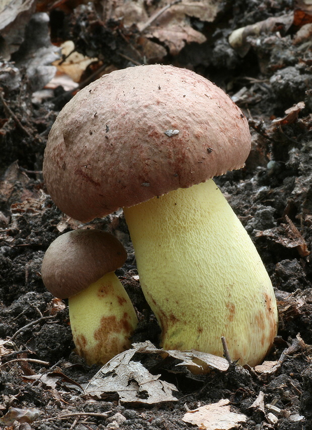 hríb príveskatý Butyriboletus appendiculatus (Schaeff. ex Fr.) Secr.