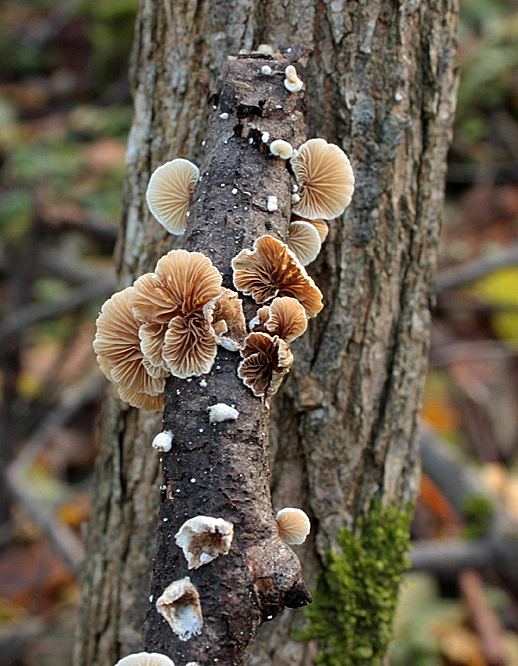 pahliva Crepidotus sp.