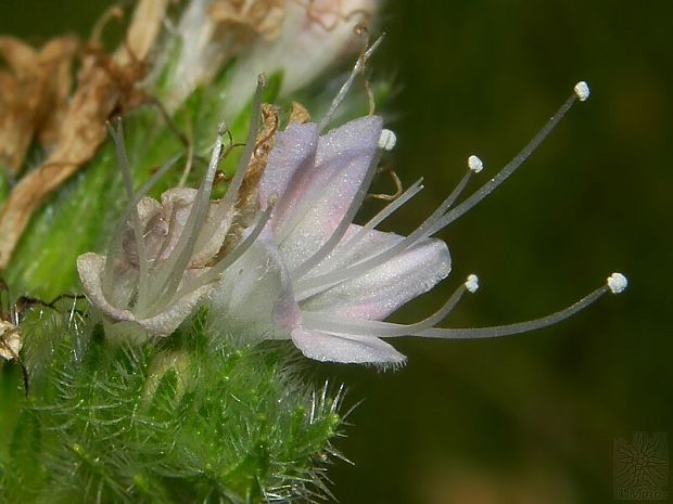 hadinec taliansky Echium italicum L.