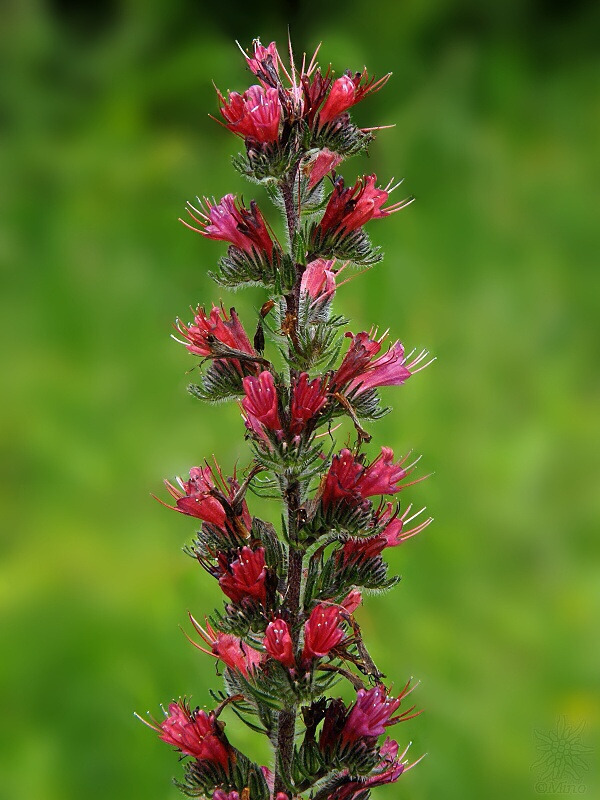 hadinec červený Echium russicum J. F. Gmel.