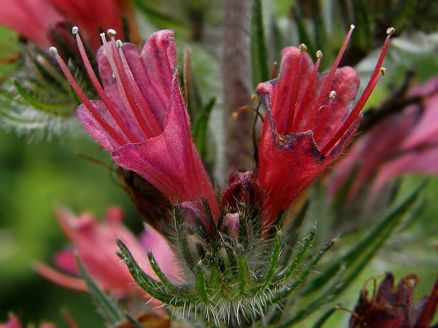 hadinec červený Echium russicum J. F. Gmel.