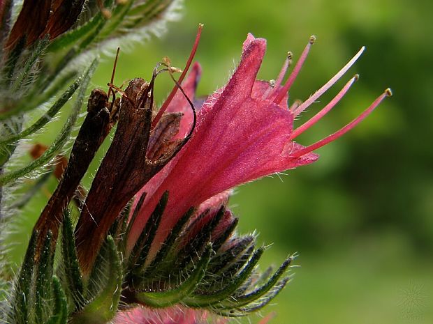 hadinec červený Echium russicum J. F. Gmel.