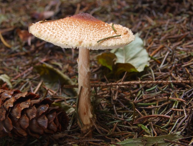 bedlička Lepiota sp.