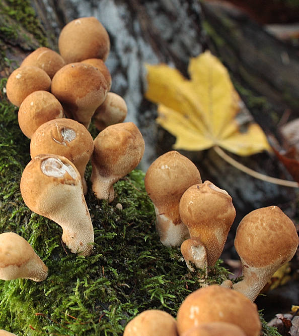 prášnica hruškovitá Lycoperdon pyriforme Schaeff.