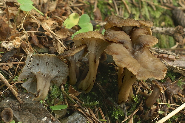 palievik kučeravý Pseudocraterellus undulatus (Pers.) Rauschert