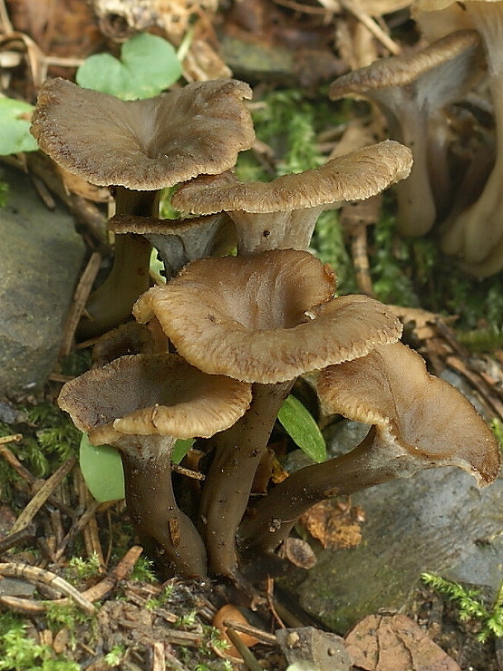 palievik kučeravý Pseudocraterellus undulatus (Pers.) Rauschert