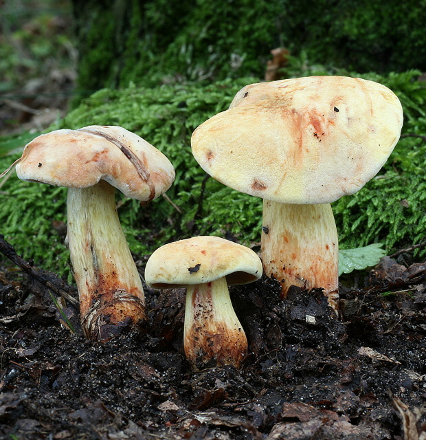 suchohríb marhuľovožltý Rheubarbariboletus armeniacus (Quél.) Vizzini, Simonini & Gelardi