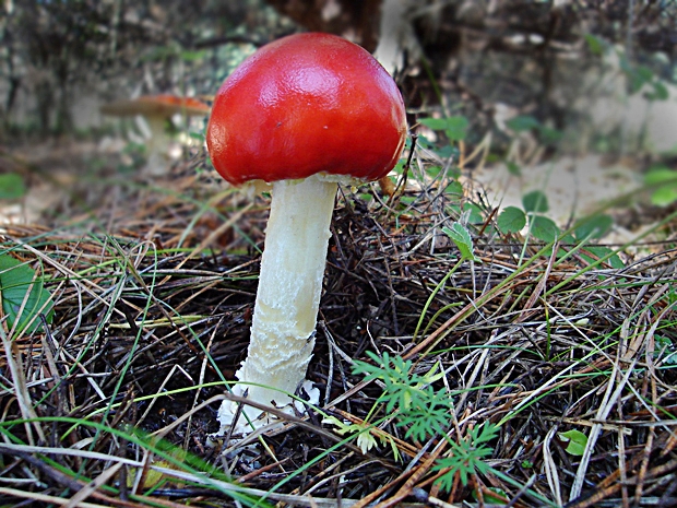 muchotrávka červená holá Amanita muscaria var. aureola (Kalchbr.) Quél.