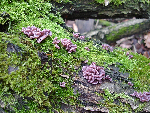 vrtidlovka Ascocoryne sp.