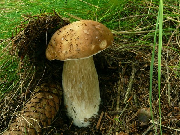 hřib smrkový - Hríb smrekový Boletus edulis Bull.