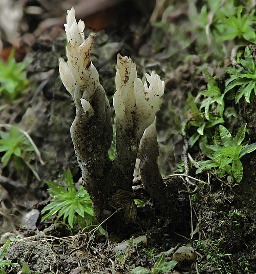 konárovka hrebenitá Clavulina coralloides (L.) J. Schröt.