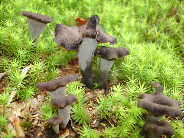 lievik trúbkovitý Craterellus cornucopioides (L.) Pers.