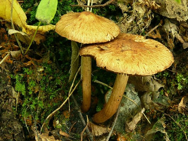 vláknice Bongardova - Vláknica Bongardova Inosperma bongardii (Weinm.) Matheny & Esteve-Rav.