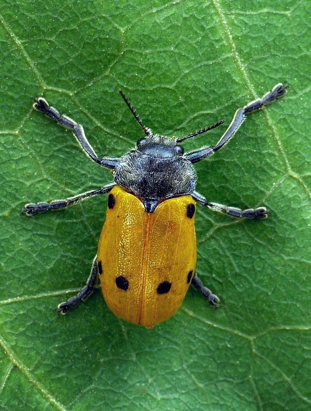 liskavka Lachnaia sexpunctata Scopoli, 1763