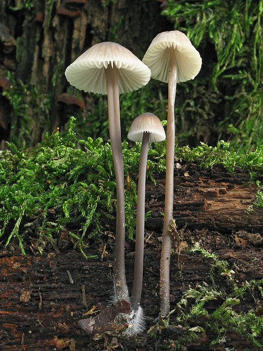 prilbička Mycena sp.