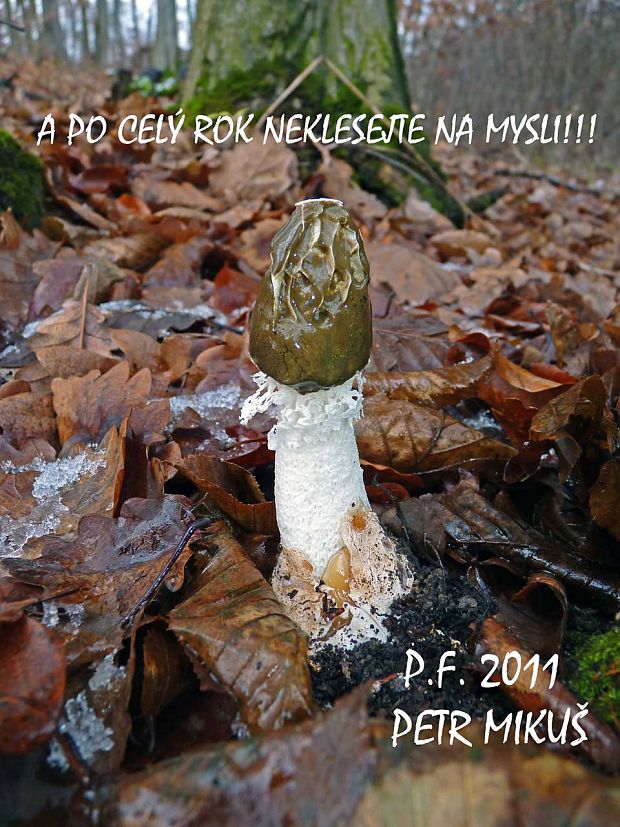 p.F. 2011 - Hadovka smradľavá dvojitá Phallus impudicus var. pseudoduplicatus O. Andersson