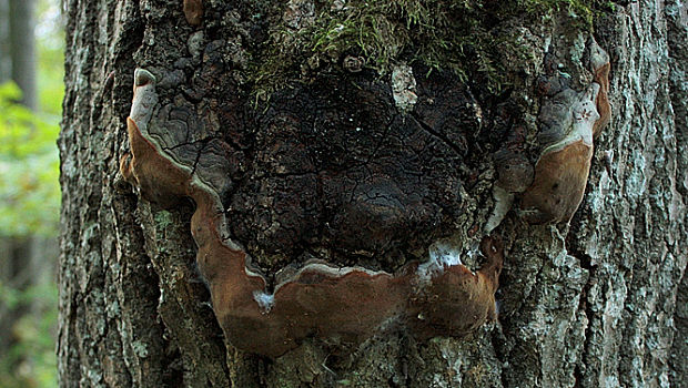 ohňovec osikový Phellinus tremulae (Bondartsev) Bondartsev & P.N. Borisov