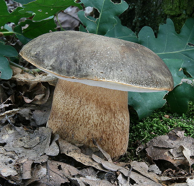 hríb bronzový Boletus aereus Bull. ex Fr.