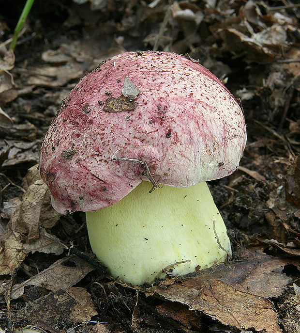 hríb kráľovský Butyriboletus regius (Krombh.) D. Arora & J.L. Frank