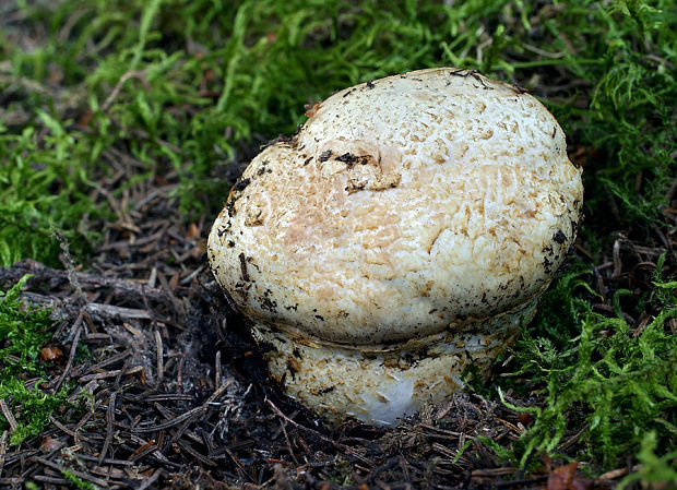 náramkovka cisárska Catathelasma imperiale (P. Karst.) Singer