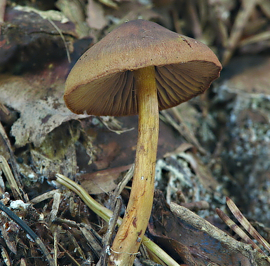 pavučinovec Cortinarius sp.