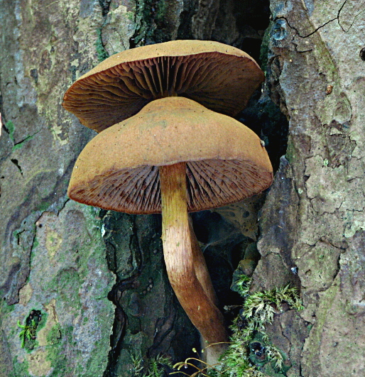 pavučinovec Cortinarius sp.