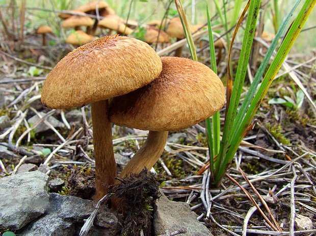 vláknica? Inocybe sp. ?