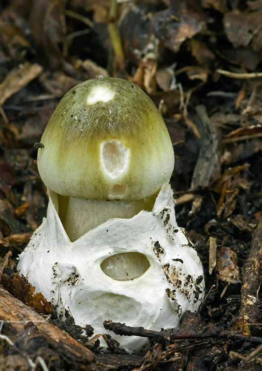 muchotrávka zelená Amanita phalloides (Vaill. ex Fr.) Link