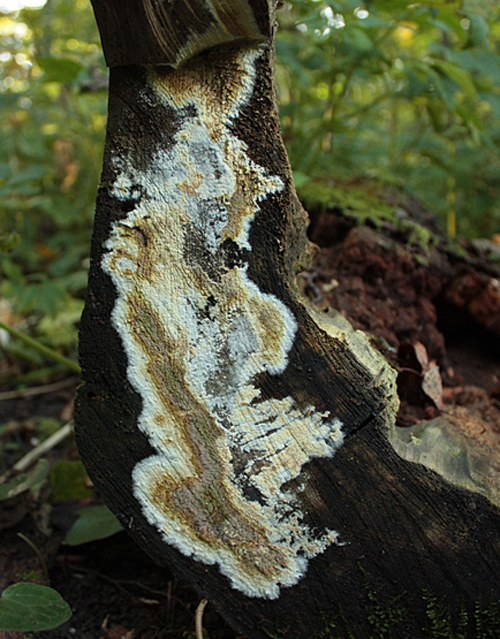 chrastavka pivničná Coniophora puteana (Schumach.) P. Karst.