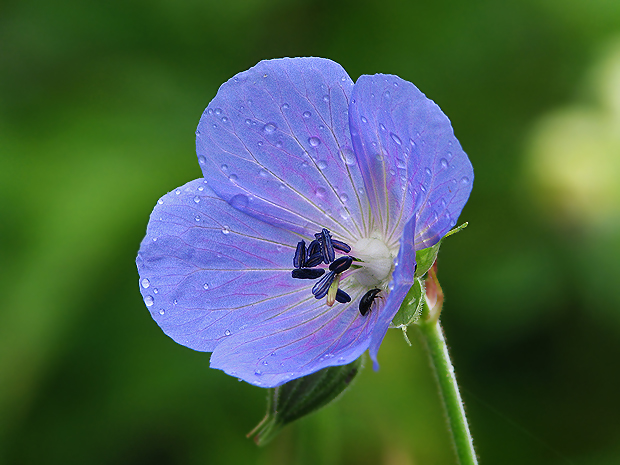 pakost lúčny Geranium pratense L.