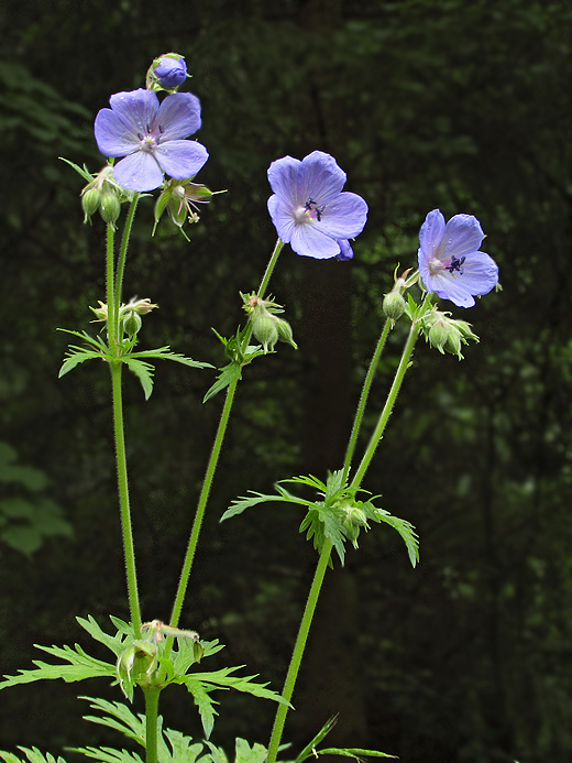 pakost lúčny Geranium pratense L.